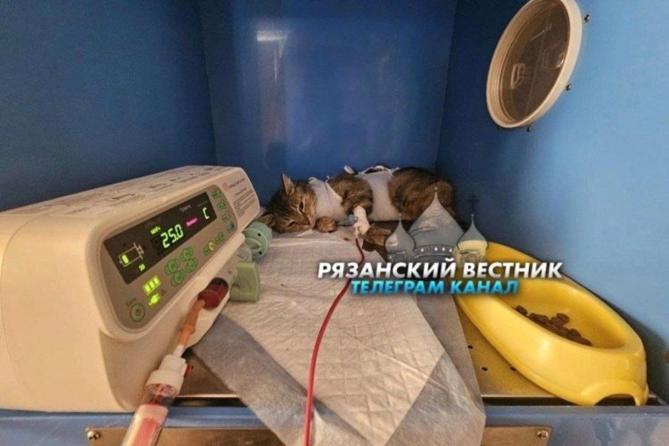 В рязанском Дядькове пострадавшая от выстрела из арбалета кошка выжила