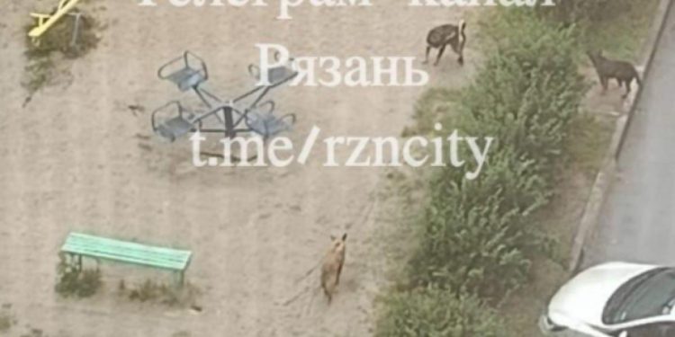Горожане пожаловались на стаю бродячих собак на детской площадке на улице Новоселов