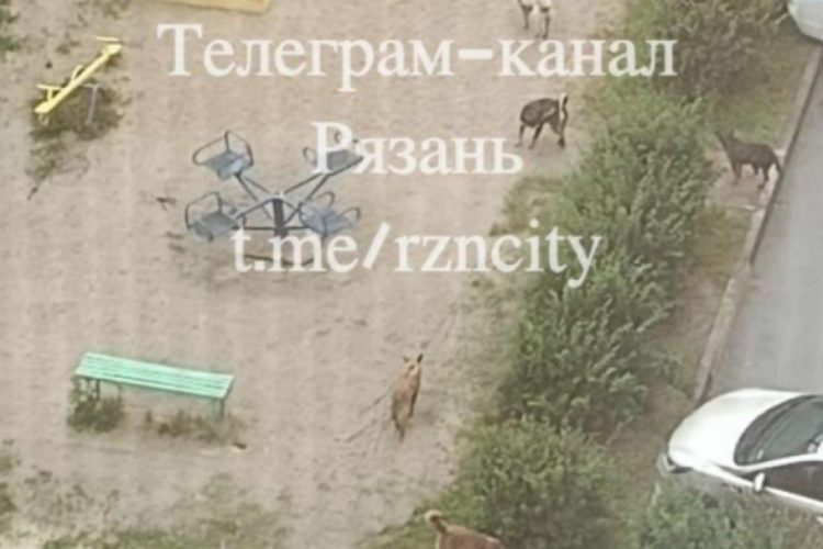 Горожане пожаловались на стаю бродячих собак на детской площадке на улице Новоселов