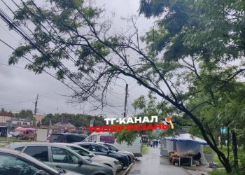 На улице Тимакова дерево повисло над припаркованными машинами