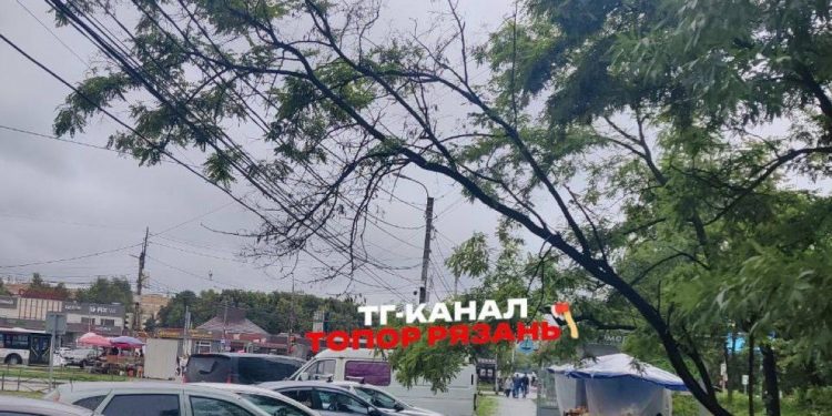 На улице Тимакова дерево повисло над припаркованными машинами На улице Тимакова дерево повисло над припаркованными машинами