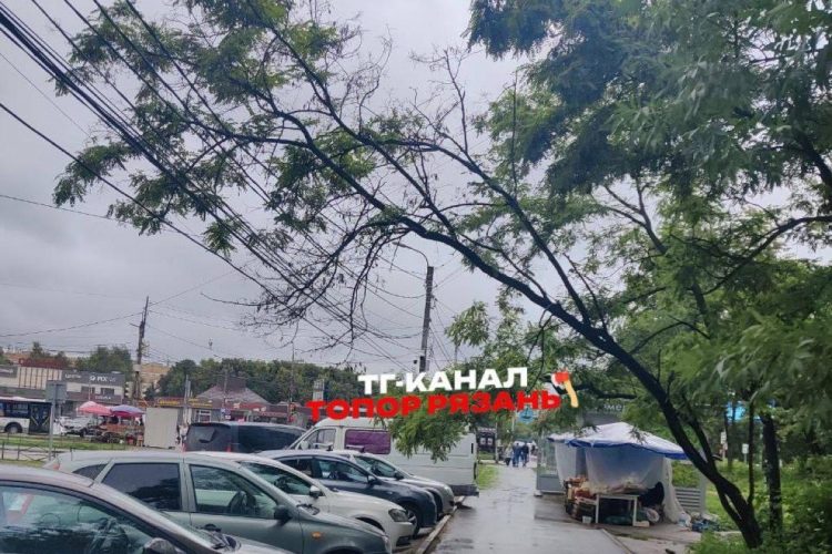 На улице Тимакова дерево повисло над припаркованными машинами