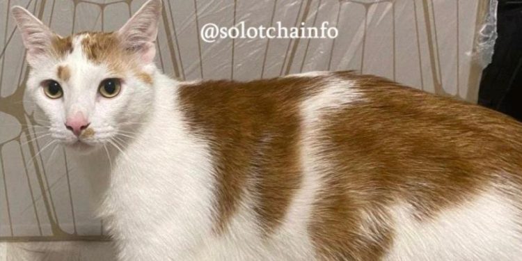 В Рязанском районе после ДТП потерялся кот В Рязанском районе после ДТП потерялся кот