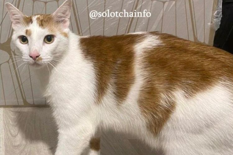 В Рязанском районе после ДТП потерялся кот