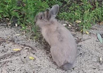 На улице Братиславской запечатлели потерявшегося кролика