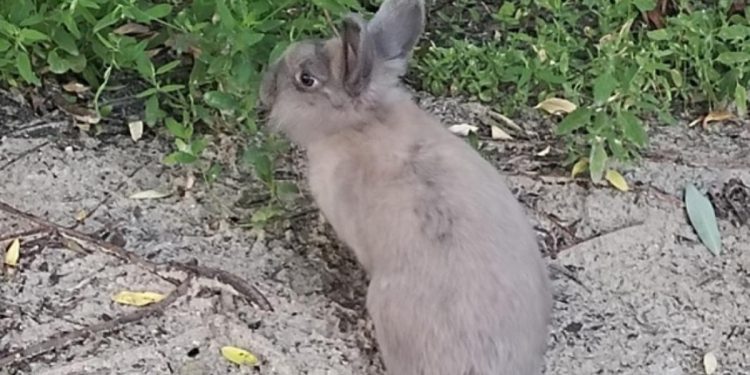 На улице Братиславской запечатлели потерявшегося кролика