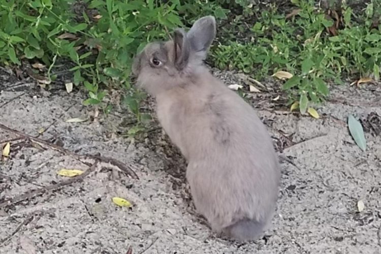 На улице Братиславской запечатлели потерявшегося кролика