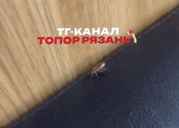В рязанской Дашково-Песочне во «Вкусно и точка» обнаружили таракана
