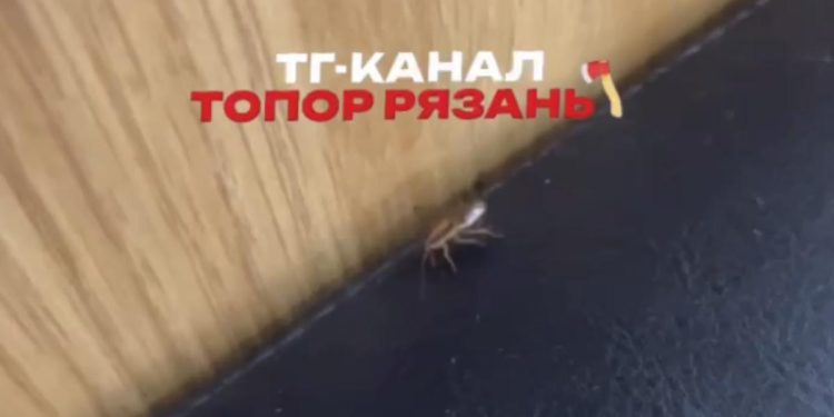 В рязанской Дашково-Песочне во "Вкусно и точка" обнаружили таракана В рязанской Дашково-Песочне во «Вкусно и точка» обнаружили таракана