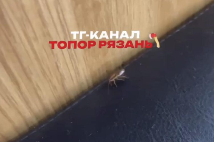 В рязанской Дашково-Песочне во "Вкусно и точка" обнаружили таракана