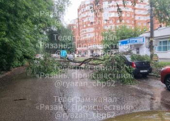 На улице Семена Середы дерево упало на легковушку На улице Семена Середы дерево упало на легковушку