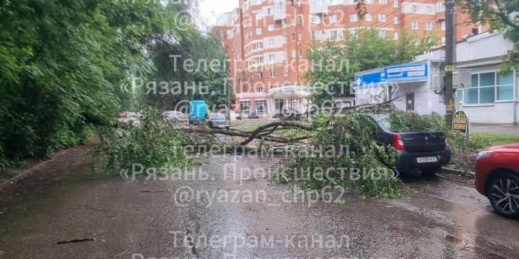 На улице Семена Середы дерево упало на легковушку