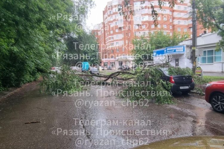 На улице Семена Середы дерево упало на легковушку