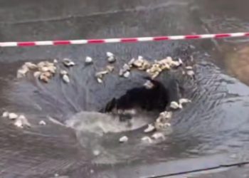 Напротив рязанской ОДКБ провалился асфальт Напротив рязанской ОДКБ провалился асфальт