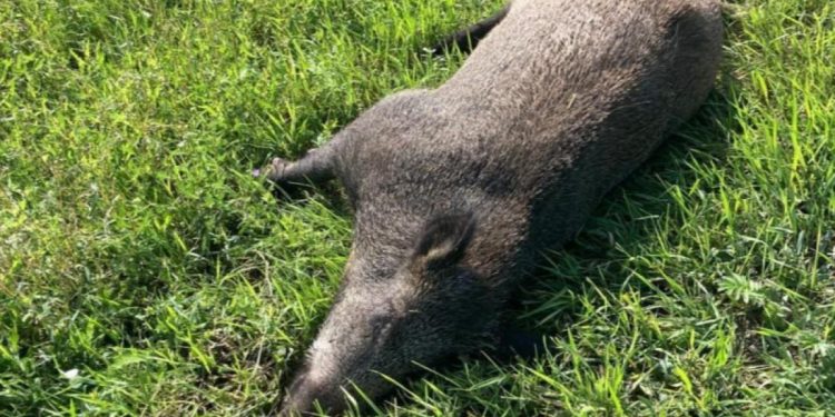 На трассе в Рязанском регионе обнаружили мертвого кабана На трассе в Рязанском регионе обнаружили мертвого кабана