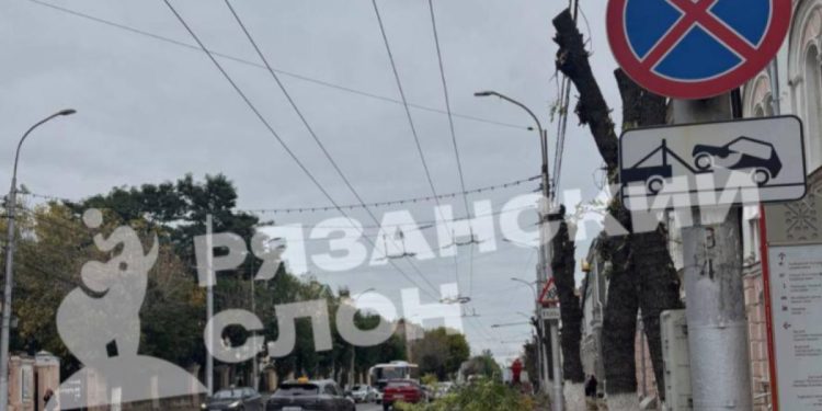 Рязанцев возмутило кронирование деревьев в центре города Рязанцев возмутило кронирование деревьев в центре города