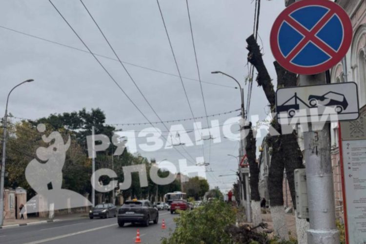 Рязанцев возмутило кронирование деревьев в центре города
