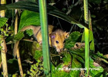 В Рязанской области запечатлели орешниковую соню, которая занесена в Красную книгу