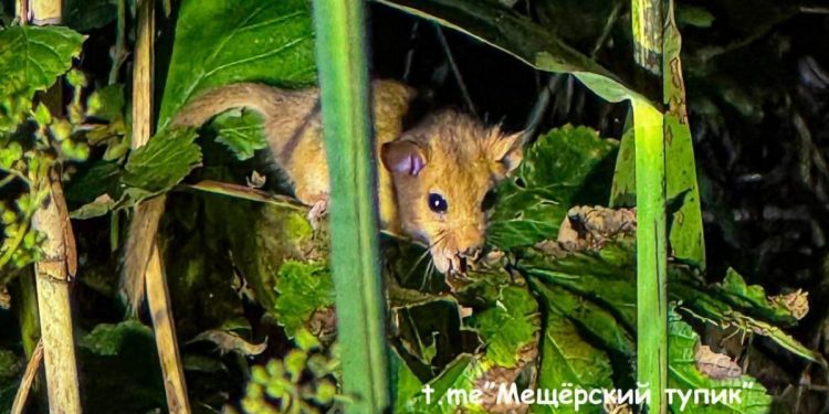 В Рязанской области запечатлели орешниковую соню, которая занесена в Красную книгу В Рязанской области запечатлели орешниковую соню, которая занесена в Красную книгу