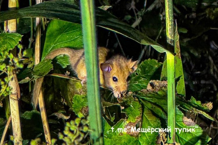 В Рязанской области запечатлели орешниковую соню, которая занесена в Красную книгу