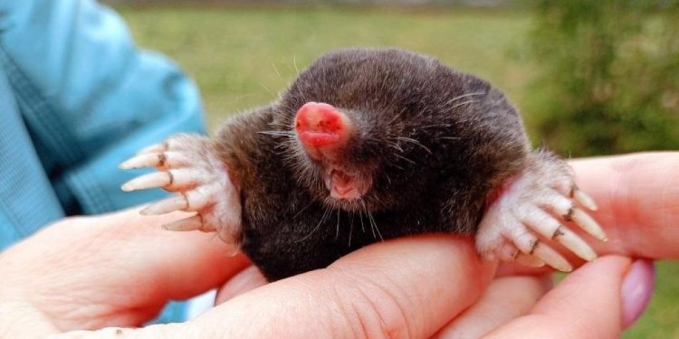 Вблизи рязанского Константинова обнаружили симпатичного крота