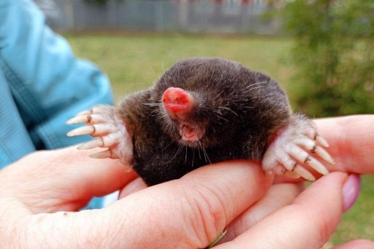 Вблизи рязанского Константинова обнаружили симпатичного крота