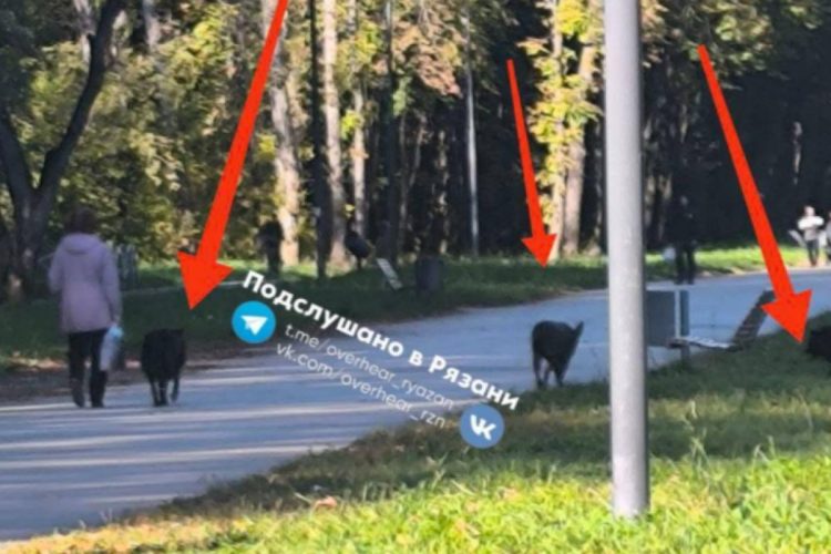Горожане пожаловались на стаю агрессивных псов в рязанском Лесопарке