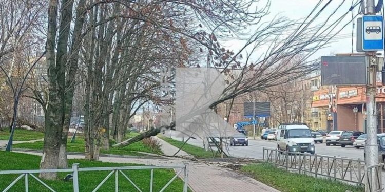 В районе рязанского Кального упало дерево