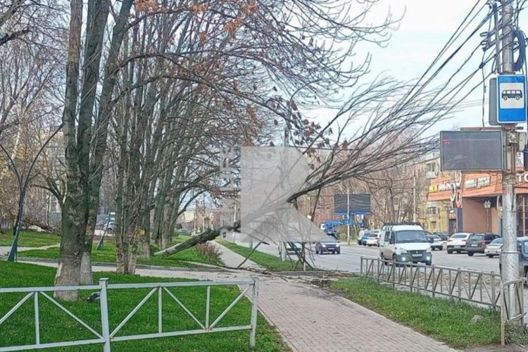 В районе рязанского Кального упало дерево
