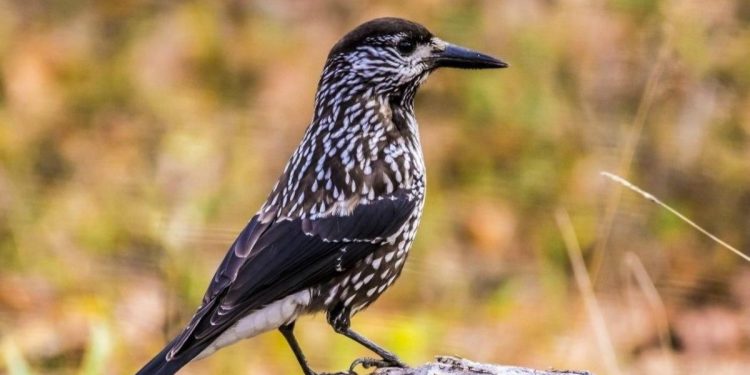 В Рязанском регионе засняли редкую птицу кедровку