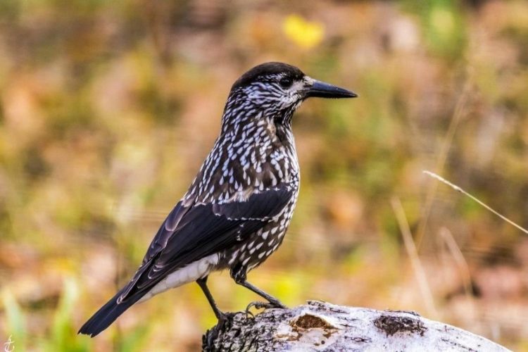 В Рязанском регионе засняли редкую птицу кедровку