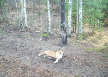 В фотоловушку рязанского Окского заповедника попала лисица с добычей