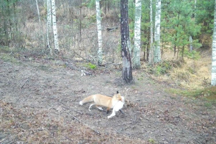 В фотоловушку рязанского Окского заповедника попала лисица с добычей