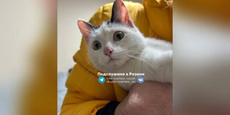 Рязанцы спасли привязанную к окну кошку