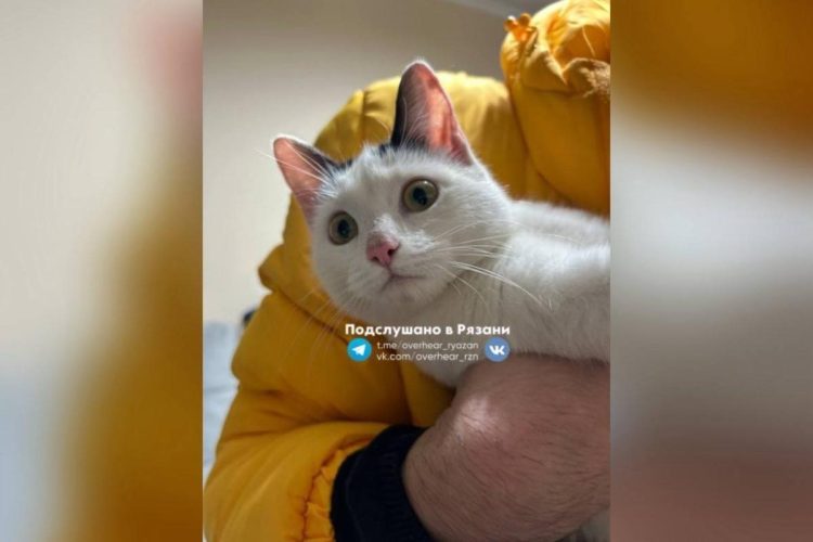 Рязанцы спасли привязанную к окну кошку