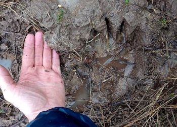 В рязанском Кадоме обнаружили следы медведя