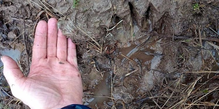 В рязанском Кадоме обнаружили следы медведя