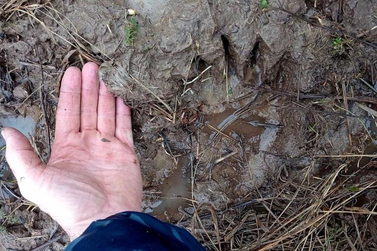 В рязанском Кадоме обнаружили следы медведя
