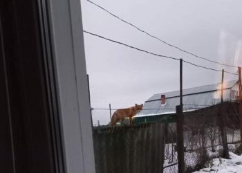 Жители Шиловского района пожаловались на повальное нашествие лис и черных норок