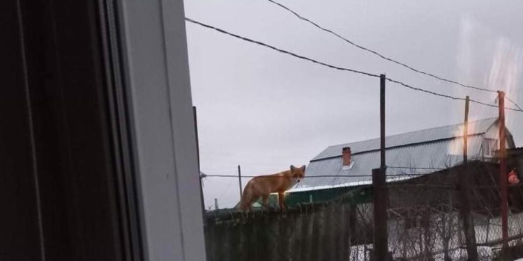 Жители Шиловского района пожаловались на повальное нашествие лис и черных норок Жители Шиловского района пожаловались на повальное нашествие лис и черных норок