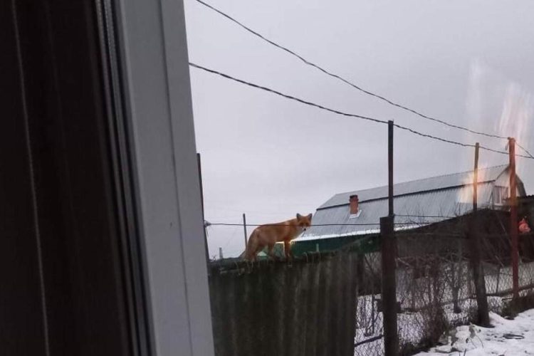 Жители Шиловского района пожаловались на повальное нашествие лис и черных норок