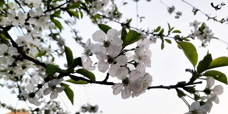 Во вторник в Рязанской области потеплеет до +15 градусов