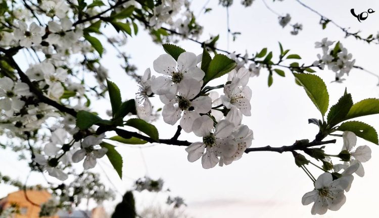 Во вторник в Рязанской области потеплеет до +15 градусов
