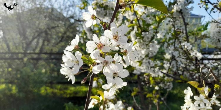 Метеоролог Тишковец: на текущей неделе в Центральной России потеплеет до +20 градусов