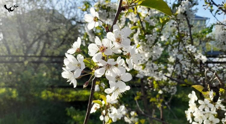 Метеоролог Тишковец: на текущей неделе в Центральной России потеплеет до +20 градусов
