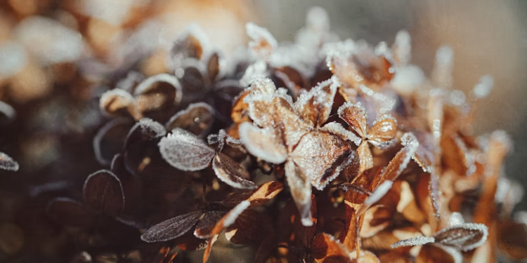 В ночь на четверг в Рязанской области похолодает до -2 градусов