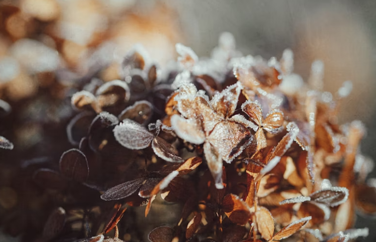 В ночь на четверг в Рязанской области похолодает до -2 градусов