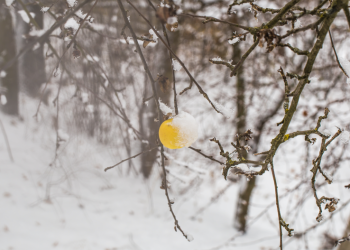 Синоптик Позднякова: первый снег в Центральной России выпадет в середине ноября Синоптик Позднякова: первый снег в Центральной России выпадет в середине ноября