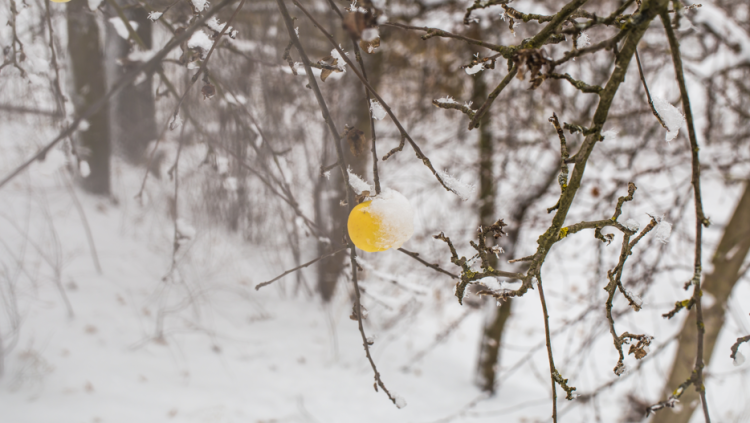 Синоптик Позднякова: первый снег в Центральной России выпадет в середине ноября