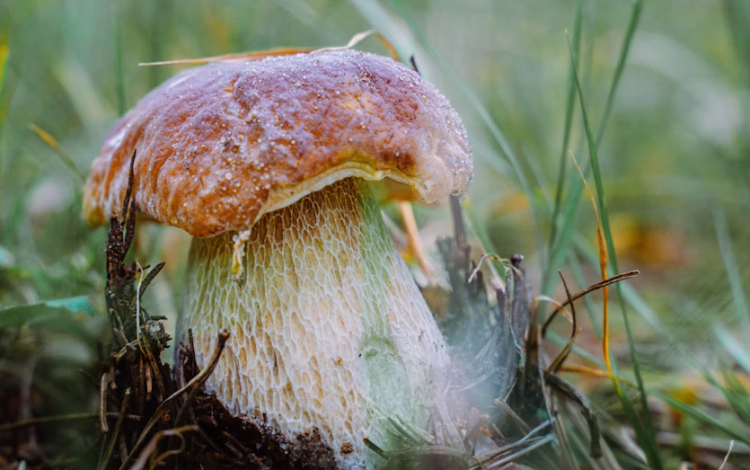 Рязанцев приглашают на фестиваль "Грибы с глазами" 27 сентября